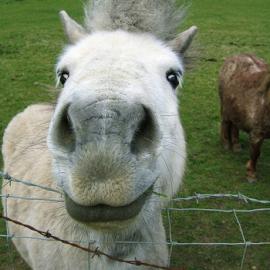 40张搞笑创意的动物摄影照片