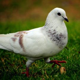 25张以鸽子为主题的摄影照片