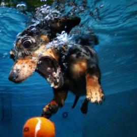 33张狗狗在水下的摄影照片