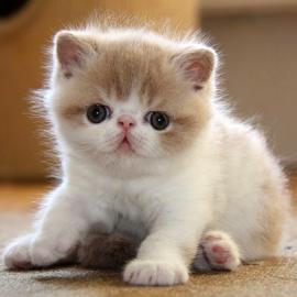 50张可爱的动物宝宝摄影照片