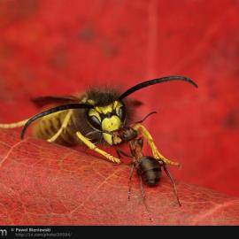 30张优秀的昆虫微距摄影照片