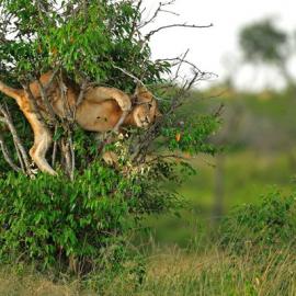 20张丛林之王狮子的摄影照片