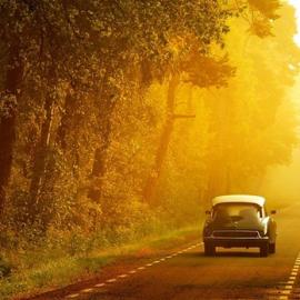 26张美丽的森林摄影照片