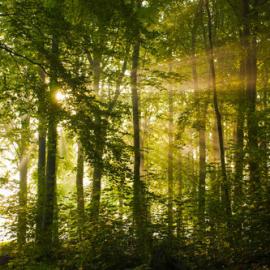 30张充满阳光温暖的摄影照片