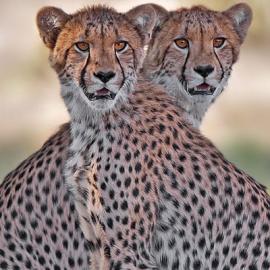 30张优秀的野外动物摄影照片