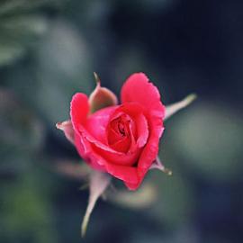 25张浪漫的心形玫瑰摄影照片