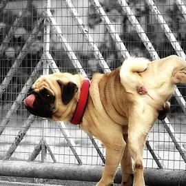 25张有趣的巴哥摄影照片