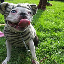 25张可爱搞笑的狗狗摄影照片