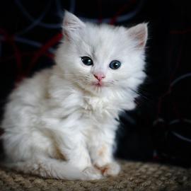 30张优秀的可爱动物摄影照片