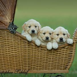 30张超级可爱的小狗摄影照片