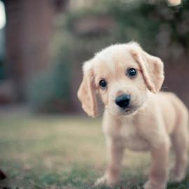 33张可爱的小狗摄影照片