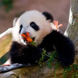 22张可爱的熊猫宝宝摄影照片