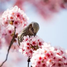19张迷人的樱花摄影照片欣赏