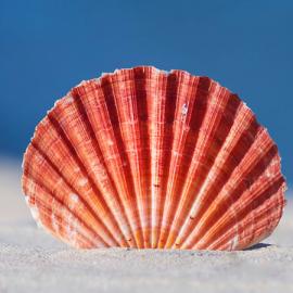 25张以贝壳为主题的摄影照片