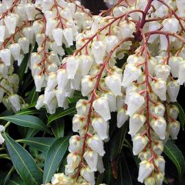 50张关于春天的摄影照片