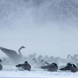 50张优美的加拿大摄影照片