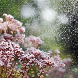 25张漂亮的雨中摄影照片