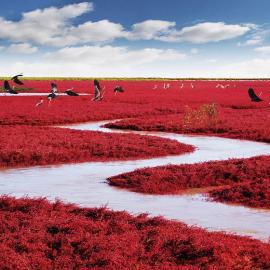 10张漂亮迷人的盘锦红海滩摄影照片