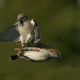 45张漂亮的鸟类摄影照片欣赏