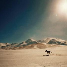 追逐大自然的精灵