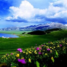 让鲜花填满镜头——北疆经典拍花线路推荐