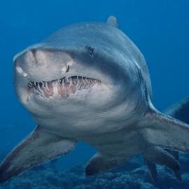 那年夏天，宁静的海
