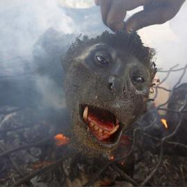 非洲非法野味市场中的一幕