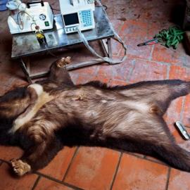 亚洲野生动物贸易