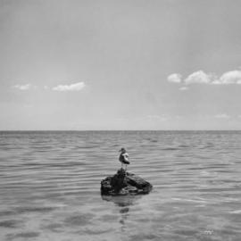 摄影界的卓别林——艾略特·厄韦特