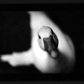 Giacomo Brunelli：用动物的视角看动物