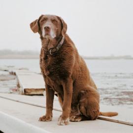 纽约时报：十年前的英雄搜救犬（图集）