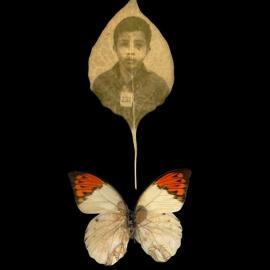Binh Danh：叶子中的越战影像