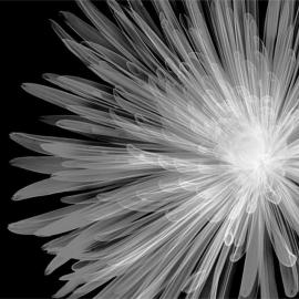 Nick Veasey：X光线下的世界
