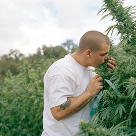 探寻大麻种植园的秘密