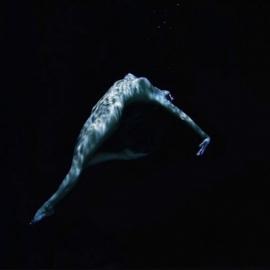 Michael Dweck的人鱼传说