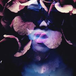 花与爱丽丝