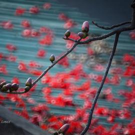 花葬