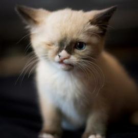 少一只眼的霸气海盗猫