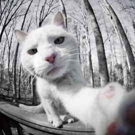 创意摄影：猫咪爱自拍