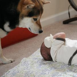 一茶与柴犬Maru：当我们玩在一起