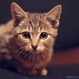 Lukianova Anna  猫