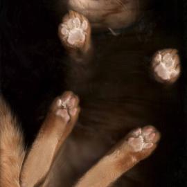 扫描仪下的猫