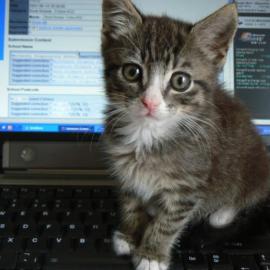 一起拍摄家中的猫猫！