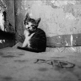 有故事的猫