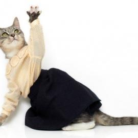 猫咪也时尚