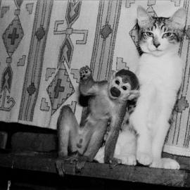 宠物猴的幸福生活