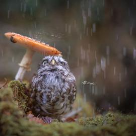 猫头鹰在蘑菇下避雨网络爆红