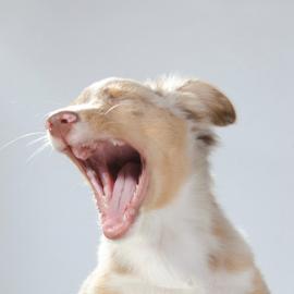 歌剧狗