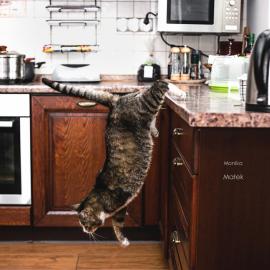 只拍摄残疾猫咪的摄影师