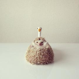 会飞的小刺猬Darcy